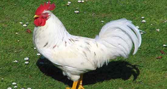 گوشت جوجه خروس گرمه یا سرد و طبیعت گوشت جوجه خروس چیست گوشت جوجه خروس گرمه یا سرد ؛ طبیعت گوشت جوجه خروس چیست