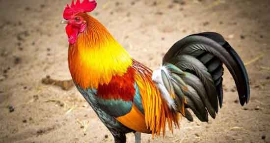 گوشت خروس برای نوزاد و خواص درمانی استفاده از گوشت خروس برای نوزاد گوشت خروس برای نوزاد ؛ خواص درمانی استفاده از گوشت خروس برای نوزاد