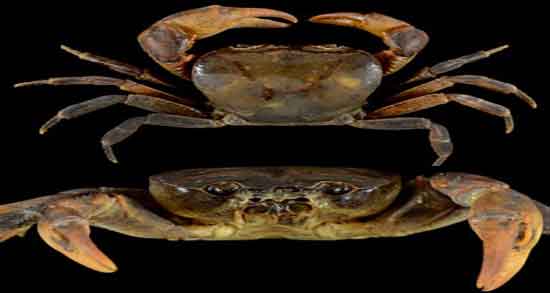 گوشت خرچنگ برای زن باردار و ایا گوشت خرچنگ برای زنان حامله مفیده گوشت خرچنگ برای زن باردار ؛ ایا گوشت خرچنگ برای زنان حامله مفیده