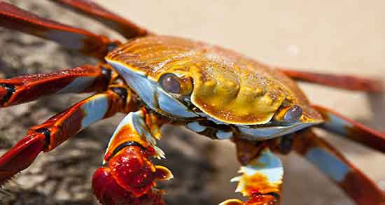 گوشت خرچنگ برای چی خوبه و فواید ضد سرطانی گوشت خرچنگ گوشت خرچنگ برای چی خوبه ؛ فواید ضد سرطانی گوشت خرچنگ