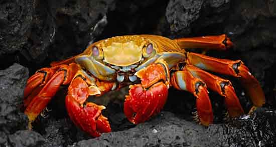 گوشت خرچنگ برای کبد و مصرف گوشت خرچنگ برای درمان کبد چرب گوشت خرچنگ برای کبد ؛ مصرف گوشت خرچنگ برای درمان کبد چرب