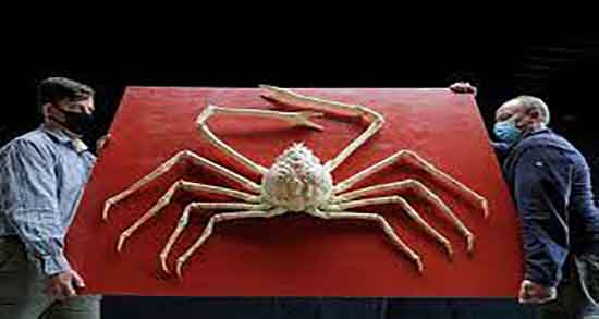 گوشت خرچنگ حلال است و حکم گوشت خرچنگ حلال است یا حرام گوشت خرچنگ حلال است ؛ حکم گوشت خرچنگ حلال است یا حرام