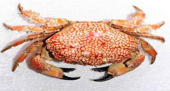 گوشت خرچنگ حلال است یا حرام و حکم گوشت خرچنگ در دین اسلام گوشت خرچنگ حلال است یا حرام ؛ حکم گوشت خرچنگ در دین اسلام