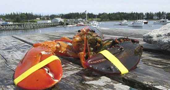 گوشت خرچنگ در اسلام و خوردن گوشت خرچنگ از نظر دین اسلام گوشت خرچنگ در اسلام ؛ خوردن گوشت خرچنگ از نظر دین اسلام