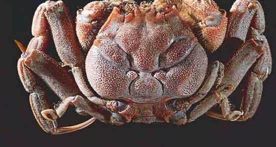 گوشت خرچنگ در بارداری و مصرف گوشت خرچنگ برای دوران بارداری گوشت خرچنگ در بارداری ؛ مصرف گوشت خرچنگ برای دوران بارداری