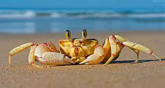 گوشت خرچنگ در قرآن و ایا در قران به گوشت خرچنگ اشاره شده است گوشت خرچنگ در قرآن ؛ ایا در قران به گوشت خرچنگ اشاره شده است