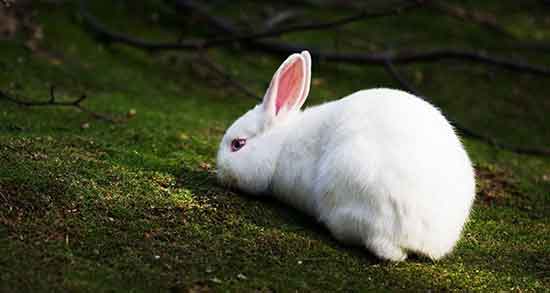 گوشت خرگوش برای آسم و ایا گوشت خرگوش برای تنگی نفس مفیده گوشت خرگوش برای آسم ؛ ایا گوشت خرگوش برای تنگی نفس مفیده