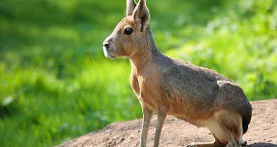 گوشت خرگوش برای درمان و درمان ناباروری با خوردن گوشت خرگوش گوشت خرگوش برای درمان ؛ درمان ناباروری با خوردن گوشت خرگوش