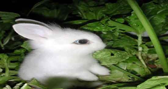 گوشت خرگوش برای چی خوبه و مصرف گوشت خرگوش برای کودکان گوشت خرگوش برای چی خوبه ؛ مصرف گوشت خرگوش برای کودکان