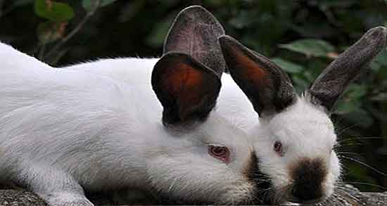 گوشت خرگوش حلال است یا حرام اهل سنت و حکم خوردن گوشت خرگوش گوشت خرگوش حلال است یا حرام اهل سنت ؛ حکم خوردن گوشت خرگوش