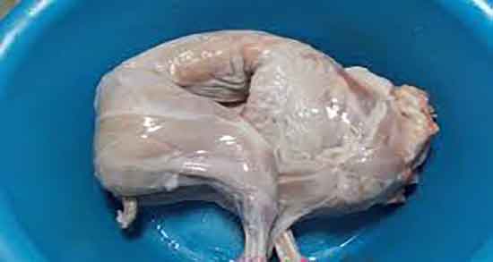 گوشت خرگوش در اسلام و علت حرام بودن گوشت خرگوش در اسلام گوشت خرگوش در اسلام ؛ علت حرام بودن گوشت خرگوش در اسلام