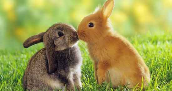 گوشت خرگوش در اهل سنت و خوردن گوشت خرگوش از دیدگاه اهل سنت گوشت خرگوش در اهل سنت ؛ خوردن گوشت خرگوش از دیدگاه اهل سنت