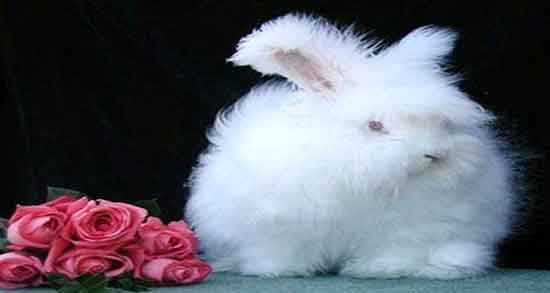 گوشت خرگوش در رساله امام خمینی و گوشت خرگوش در رساله امام گوشت خرگوش در رساله امام خمینی ؛ گوشت خرگوش در رساله امام