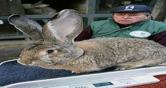 گوشت خرگوش در فقه شیعه ؛ حکم گوشت خرگوش در فقه شیعه گوشت خرگوش در فقه شیعه ؛ حکم گوشت خرگوش در فقه شیعه