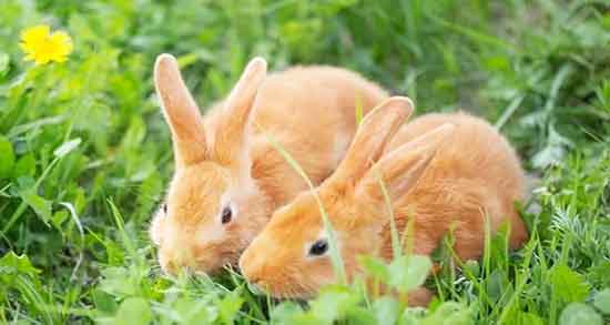 گوشت خرگوش و آسم و خوردن گوشت خرگوش برای درمان بیماری آسم گوشت خرگوش و آسم ؛ خوردن گوشت خرگوش برای درمان بیماری آسم
