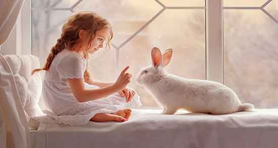 گوشت خرگوش و جوجه تیغی و حکم گوشت خرگوش و جوجه تیغی چیست گوشت خرگوش و جوجه تیغی ؛ حکم گوشت خرگوش و جوجه تیغی چیست