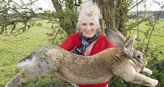 گوشت خرگوش چه خاصیتی دارد و خاصیت ضد سرطانی گوشت خرگوش گوشت خرگوش چه خاصیتی دارد ؛ خاصیت ضد سرطانی گوشت خرگوش