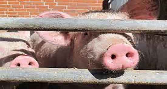 گوشت خوک برای زن باردار و عوارض مصرف گوشت خوک برای زنان حامله گوشت خوک برای زن باردار ؛ عوارض مصرف گوشت خوک برای زنان حامله