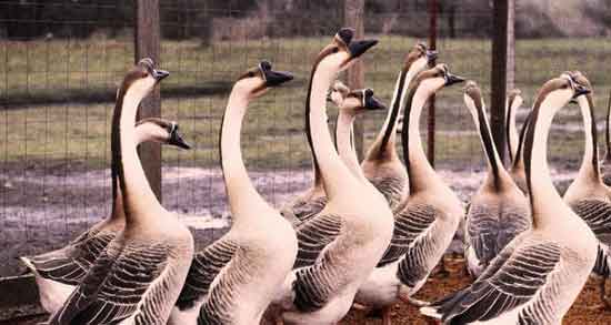 گوشت غاز برای زن باردار و خاصیت مصرف گوشت غاز برای زنان باردار گوشت غاز برای زن باردار ؛ خاصیت مصرف گوشت غاز برای زنان باردار