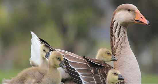 گوشت غاز برای پسر دار شدن و ایا گوشت غاز برای بچه دار شدن مفیده گوشت غاز برای پسر دار شدن ؛ ایا گوشت غاز برای بچه دار شدن مفیده