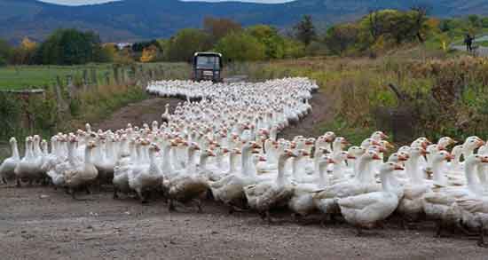 گوشت غاز برای چی خوبه و ایا گوشت غاز برای ویار زنان باردار خوب است گوشت غاز برای چی خوبه ؛ ایا گوشت غاز برای ویار زنان باردار خوب است