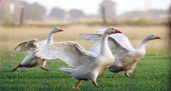 گوشت غاز برای کبد چرب و فواید مصرف گوشت غاز برای درمان کبد چرب گوشت غاز برای کبد چرب ؛ فواید مصرف گوشت غاز برای درمان کبد چرب