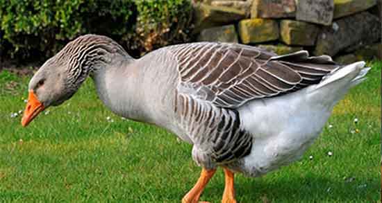 گوشت غاز برای کرونا و خاصیت گوشت غاز برای درمان بیماری کرونا گوشت غاز برای کرونا ؛ خاصیت گوشت غاز برای درمان بیماری کرونا