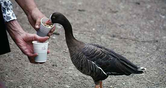 گوشت غاز برای کودکان و خواص گوشت غاز برای تقویت رشد کودکان گوشت غاز برای کودکان ؛ خواص گوشت غاز برای تقویت رشد کودکان