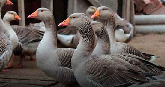 گوشت غاز حلال یا حرام و خوردن گوشت غاز حلال است یا حرام گوشت غاز حلال یا حرام ؛ خوردن گوشت غاز حلال است یا حرام