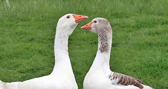 گوشت غاز در دوران بارداری و ایا گوشت غاز برای زنان باردار مفید است گوشت غاز در دوران بارداری ؛ ایا گوشت غاز برای زنان باردار مفید است