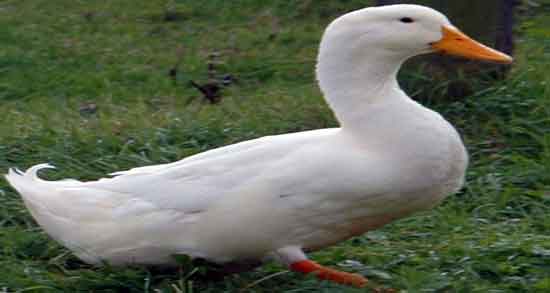 گوشت غاز در شیردهی و افزایش شیر مادران با خوردن گوشت غاز گوشت غاز در شیردهی ؛ افزایش شیر مادران با خوردن گوشت غاز