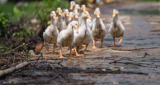 گوشت غاز سرد یا گرم و طبیعت گوشت غاز و اردک گرم است یا سرد گوشت غاز سرد یا گرم ؛ طبیعت گوشت غاز و اردک گرم است یا سرد