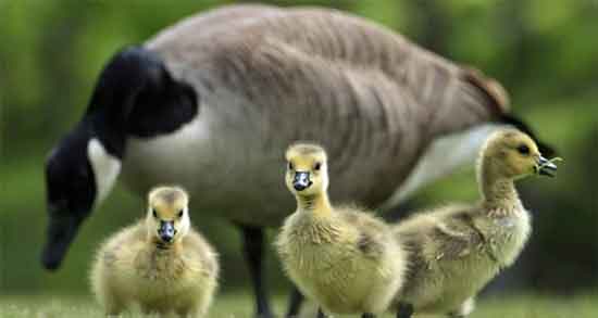 گوشت غاز و اردک و خاصیت درمانی گوشت غاز و اردک برای دیابت گوشت غاز و اردک ؛ خاصیت درمانی گوشت غاز و اردک برای دیابت