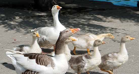 گوشت غاز و خواص آن و فواید استفاده از گوشت غاز برای کبد چرب گوشت غاز و خواص آن ؛ فواید استفاده از گوشت غاز برای کبد چرب