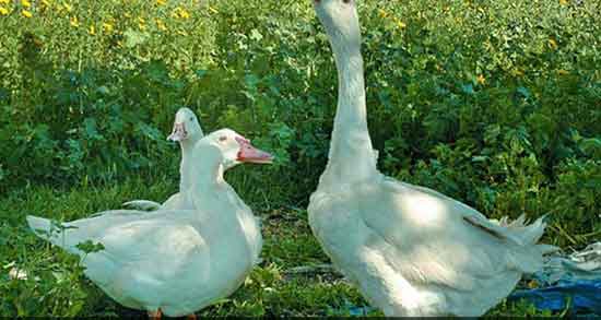 گوشت غاز یا اردک و فواید مصرف گوشت غاز یا اردک برای سرماخوردگی گوشت غاز یا اردک ؛ فواید مصرف گوشت غاز یا اردک برای سرماخوردگی