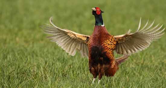 گوشت قرقاول از کجا بخریم و از چه مکان هایی می توان گوشت قرقاول تهیه کرد گوشت قرقاول از کجا بخریم ؛ از چه مکان هایی می توان گوشت قرقاول تهیه کرد