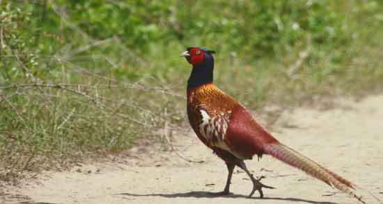 گوشت قرقاول چه خاصیتی دارد و برای درمان کدام بیماری خوردن گوشت قرقاول مفید است گوشت قرقاول چه خاصیتی دارد ؛ برای درمان کدام بیماری خوردن گوشت قرقاول مفید است