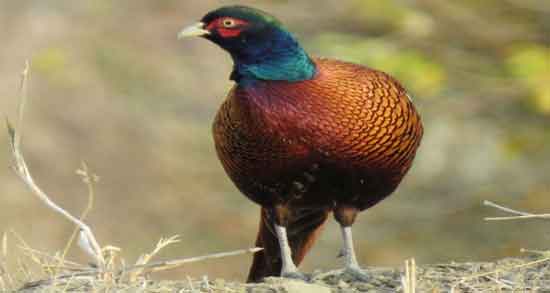 گوشت قرقاول کیلویی چند است و قیمت گوشت قرقاول در بازار چقدر است گوشت قرقاول کیلویی چند است ؛ قیمت گوشت قرقاول در بازار چقدر است