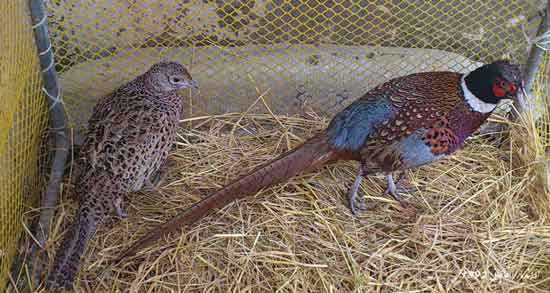 گوشت قرقاول گرم است یا سرد و طبیعت گوشت قرقاول چگونه است گوشت قرقاول گرم است یا سرد ؛ طبیعت گوشت قرقاول چگونه است