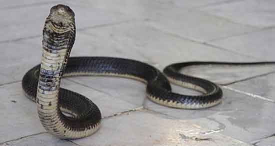 گوشت مار برای سرطان و پیشگیری از ابتلا به سرطان با خوردن گوشت مار گوشت مار برای سرطان ؛ پیشگیری از ابتلا به سرطان با خوردن گوشت مار