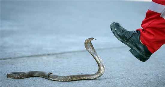 گوشت مار برای چی خوبه و برای درمان کدام بیماری گوشت مار مفید است گوشت مار برای چی خوبه ؛ برای درمان کدام بیماری گوشت مار مفید است