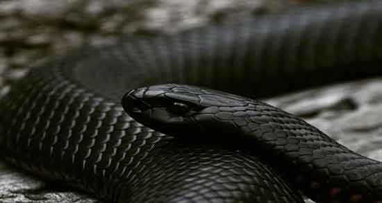 گوشت مار حرام است و خوردن گوشت مار حلال است یا حرام؟ گوشت مار حرام است ؛ خوردن گوشت مار حلال است یا حرام؟