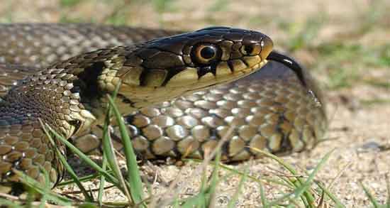 گوشت مار حلال است و آیا مار جزو حیوانات حلال گوشت است گوشت مار حلال است ؛ آیا مار جزو حیوانات حلال گوشت است