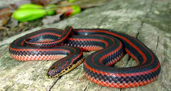 گوشت مار حلال است یا حرام و استفاده از گوشت مار چه حکمی دارد گوشت مار حلال است یا حرام ؛ استفاده از گوشت مار چه حکمی دارد