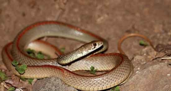 گوشت مار خوردنی است و خوردن گوشت مار چه فوایدی دارد گوشت مار خوردنی است ؛ خوردن گوشت مار چه فوایدی دارد