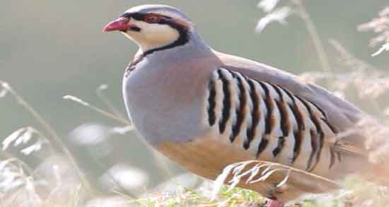 گوشت کبک برای نوزاد نه ماهه و خواص و مضرات استفاده از گوشت کبک برای غذای کمکی نوزاد گوشت کبک برای نوزاد نه ماهه ؛ خواص و مضرات استفاده از گوشت کبک برای غذای کمکی نوزاد