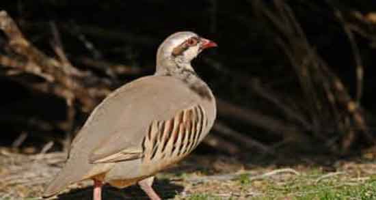 گوشت کبک برای نوزاد و خواص و مضرات استفاده از گوشت کبک برای نوزاد گوشت کبک برای نوزاد ؛ خواص و مضرات استفاده از گوشت کبک برای نوزاد