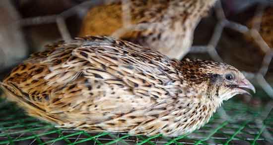 گوشت کبک بهتر است یا بلدرچین و کدام خاصیت بیشتری دارد؟ گوشت کبک بهتر است یا بلدرچین ؛ کدام خاصیت بیشتری دارد؟