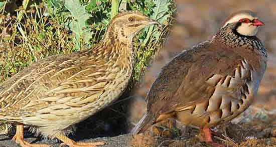 گوشت کبک و بلدرچین و بررسی خواص درمانی مصرف گوشت کبک و بلدرچین برای سلامتی گوشت کبک و بلدرچین ؛ بررسی خواص درمانی مصرف گوشت کبک و بلدرچین برای سلامتی