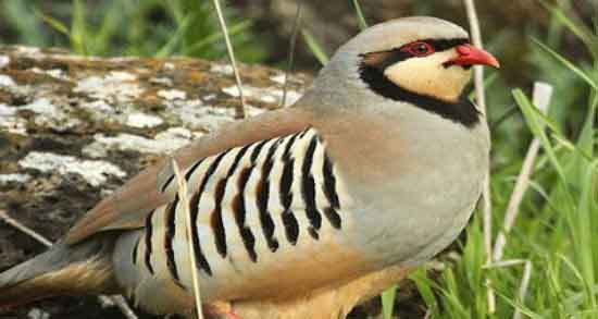 گوشت کبک و خواص آن و آشنایی با فواید و خواص درمانی گوشت کبک گوشت کبک و خواص آن ؛ آشنایی با فواید و خواص درمانی گوشت کبک